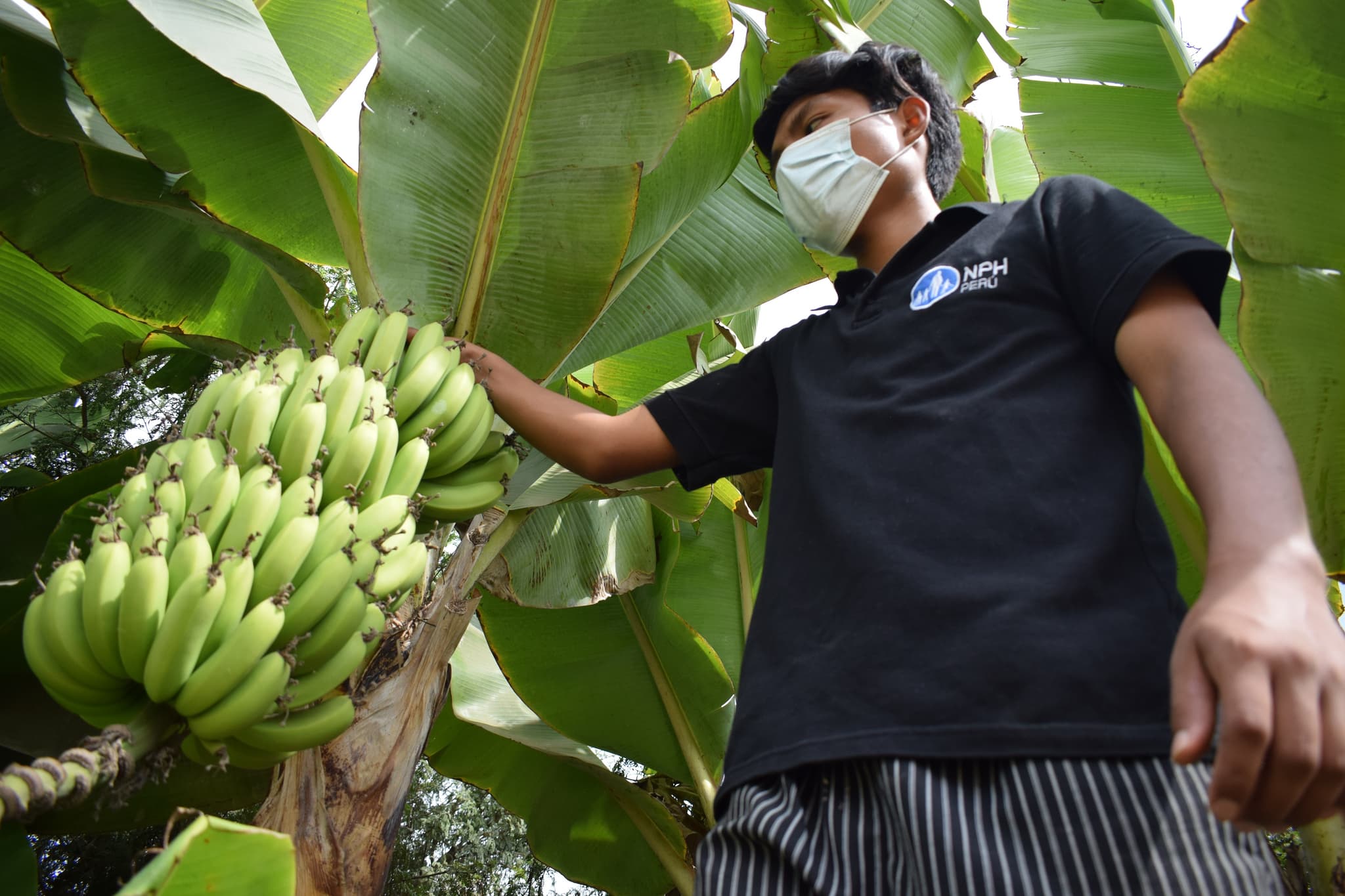 Junge erntet Bananen vom Baum